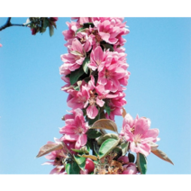 미니사과 루비에스 알프스오토메 기둥사과 메이폴 꽃사과 접목1년생