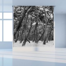 소나무 롤스크린 숲 풍경 실사블라인드 200102-4