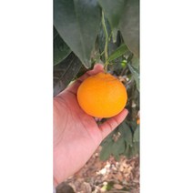 탐라인 제주직송 고당도 카라향 가정용 못난이 5kg 1BOX