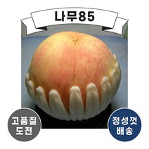 (나무85) 복숭아나무 경봉 R3
