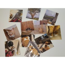 강아지 고양이 엽서 /오늘출발/ (기부상품 후원상품 편지 인테리어소품 벽꾸미기 길냥이사진), 1번, 강아지엽서