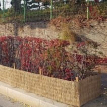 [조이가든] 볏짚바람막이- 45cm x 20M (볏짚방풍막 볏짚울타리)