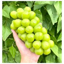 영천 샤인머스켓 특등급, 1.4kg(2수)