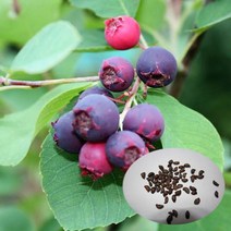 준베리 씨앗 200립 조경수 열매 가을단풍 열매씨앗