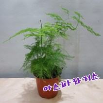 아스파라거스