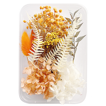 드그라쎄 드라이플라워 모음 박스, 오렌지