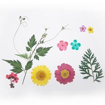 압화 압화꽃팩 JPS-1 마가렛꽃체험패키지 체험패키지, 옐로우
