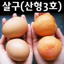 살구(산형3호) 나무 묘목 접목1년 뿌리묘1개/유실수 과실수, 1개