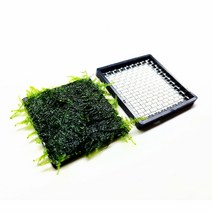 미니삼각(미니크리스마스) 모스 음성 수초 키우기 초보 치어 치비 구피 새우 은신처 어항 꾸미기, 현무암 활착 20개 (25% 할인)