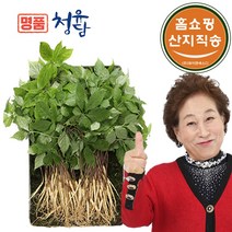 [홈쇼핑 산지직송] 명품 청유담 새싹삼 국내산 산삼 인삼 산양삼, 50뿌리
