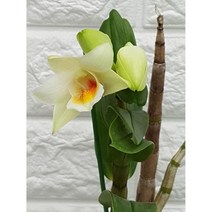 포미디블 석곡68 - 꽃이 오래갑니다