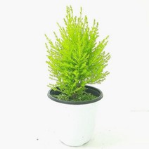 율마(중) 실내공기정화식물 공기청정식물 율마키우기 율마 율마물주기 백량금 집에서키우는식물 집에서키우기쉬운식물 그늘에서잘자라는식물, 허브쿠팡 본상품선택