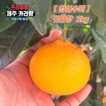 당일수확 고당도 제주 카라향 가정용 3kg 5kg 10kg 제주도귤, 선택2. 상품 3kg, 1개