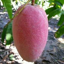 묘목 애플망고 (접목2년 화분)W0220, 1개