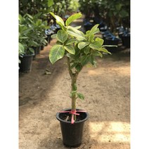 뱅갈고무나무 소형 중형 대형 실내 공기정화식물 관엽식물 대형화분 행복한꽃농원, 소형(100cm), 1개