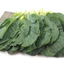 [특급] 싱싱한 쌈 케일 500g 1kg, 쌈케일500g