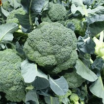 제주새시멀농장 햇 브로콜리 산지직송, 브로콜리 특 2kg