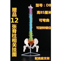 구부러지는 띠 신경 목 골반 마디 골격 실물 전신의학 근육 과학, D8:1:1 척추+고개뼈+컬러 파티션