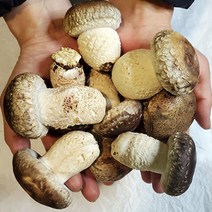 솔향기송화버섯 알뜰구매방법