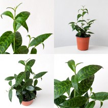 골드세피아 고드세피아 식물모종 소품 공기정화식물 관엽식물 식물키우기 마이플랜트