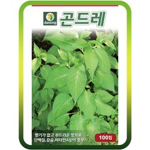 곤드레(고려엉겅퀴)씨앗 1000립 곤드래 약초종자 야생나물 채소씨앗 곤드레씨
