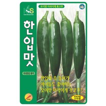 한입맛 풋고추씨앗 100립 오이고추씨, 한입맛풋고추