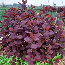 목하원예조경 신상품 자엽안개나무 묘목 스모크트리 (소엽) 2년생특묘