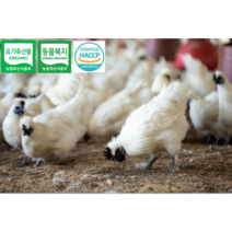 <부화용> [[[농림식품부 표창 수상]]] 유기축산물인증(organic) 동물복지인증 백봉오골계 종란 <부화용>, 계란 60개” class=”wr-img”></a></div></p></div></p></div></p></div><div class=