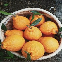 서귀포 한라봉 (벌크포장) 5kg 10kg, 한라봉(중과)5kg