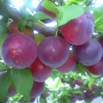 묘목/바이오체리/접목 1년/2주 KJ236-1