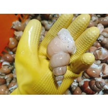 현모양처 무료배송포항 구룡포 당일 조업 생물 활 (급냉) 백고동 중 대 혼합 1kg 제철 자연산 백골뱅이 통골뱅이, 상세페이지 참조