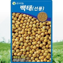 백태콩 선풍 메주콩 씨앗 메주콩 씨 백태 종자 30g