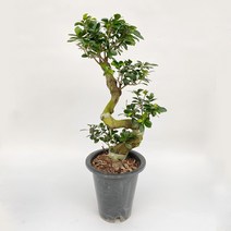 가지마루 공기정화 식물 집들이 부동산 개업 화분 선물 70-80cm, 없음