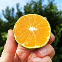 첫수확 극조생 노지감귤 4kg 9kg 대용량 제주직송 첫귤 만나보세요 추석과일, 첫귤당도선별극조생노지감귤9kg로얄과(2s-m)대용량, 1개