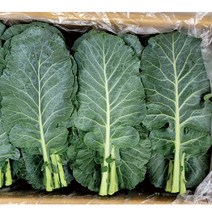 야채왕 케일 1kg 건강주스 쌈채소-무료배송, 1개