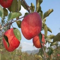 사과미야비부사 특묘 묘목-접목1년