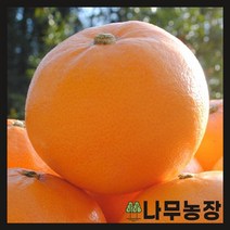 (나무농장) 귤나무 황금향 7치 화분, 1개