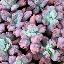 수다육 링구아스 다육식물 중품 묵은둥이 용인수다육