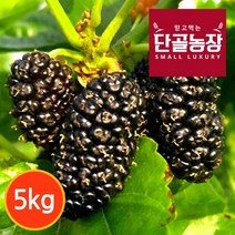 [프레시데이] [단골농장] 내장산 토종 오디 생과 정품 5kg (급냉), 상세 설명 참조, 상세 설명 참조