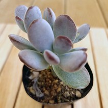 방울복랑 키우기 예쁜 다육 랜덤1-30, 단품, 1개