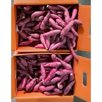 알뜰농장 2023년 햇 꿀 밤고구마 못난이(비품) 크기 왕.대.중.소 랜덤 발송 10kg내외 전남 해남.무안작업, 1box