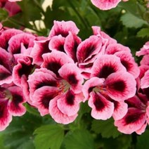 [어린모종]제라늄(영양계-리갈) : 8cm분, 노비타클래식 살몬블랙아이