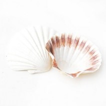 장식용조개껍질 부채조개 흰색, 단품