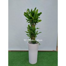 [한정특가 오투트리]대형 화분 당일무료배송 축하선물 개업선물 이사선물 승진선물 플랜테리어 실내공기정화식물 11종, 9.황금죽(130cm)