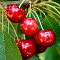 같이가치농원 체리나무 묘목 (스위트하트) 접목1년특묘