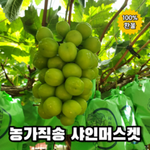 특등급 고당도 상주 직배송 샤인머스켓 2kg, 1. 프리미엄 1.5kg(2송이)