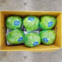 양상추 6통 3.6kg