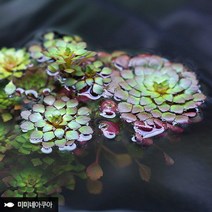 루드위지아 세디올데스 2줄기 (부상수초 수생식물)-미미네아쿠아, 단품