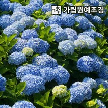 정원수국 엔들레스썸머 마크로필라, 니코블루 6치포트