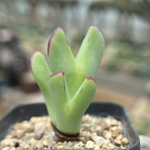 빌로붐 C. bilobum
